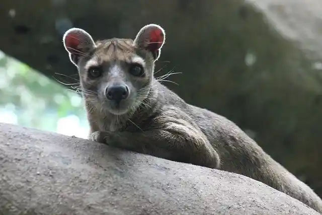 Discover Fossa, Baobab, tsingy Bemaraha