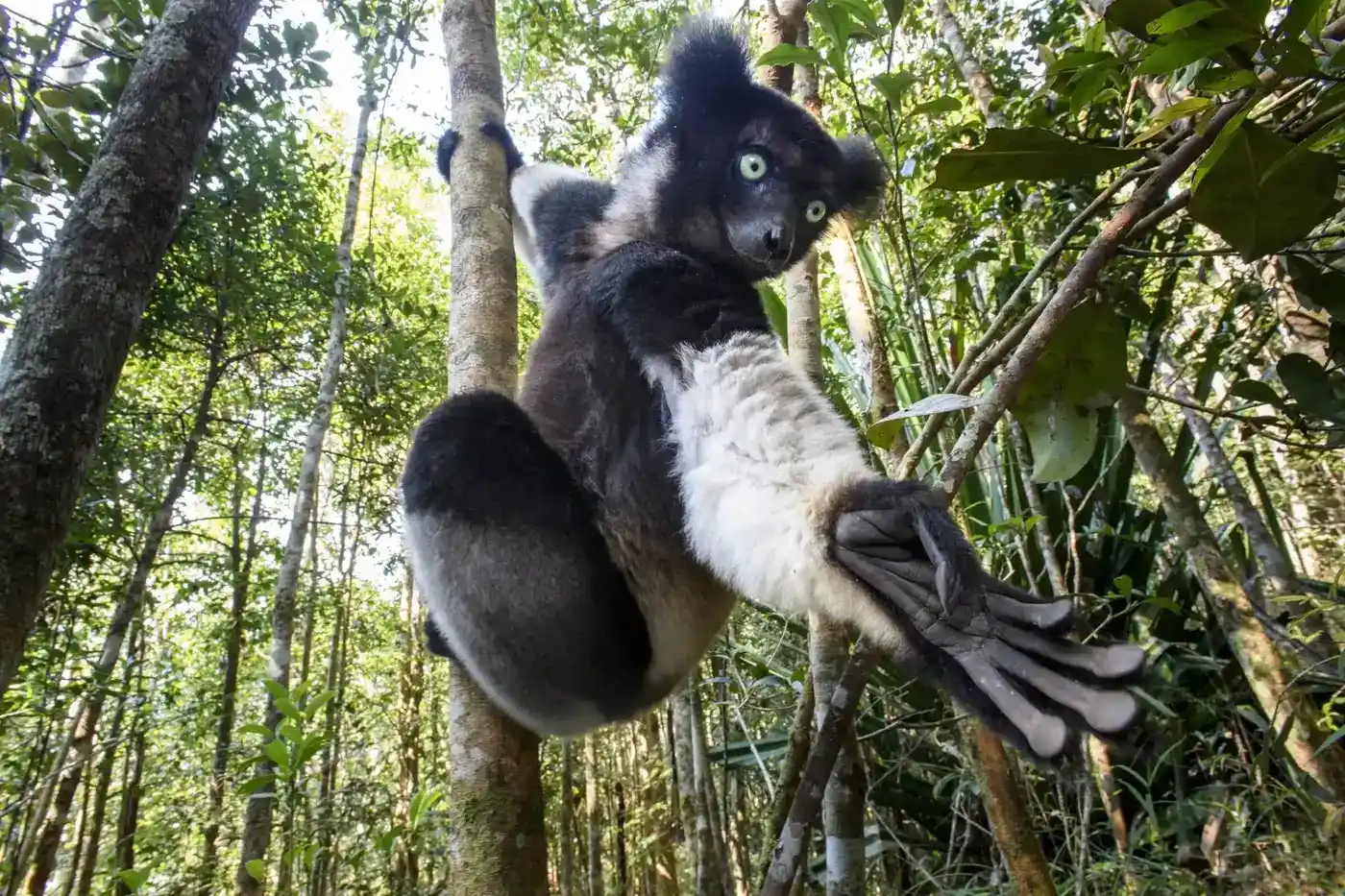 Indri indri Andasibe park